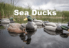 Hunting Guide for Sea Ducks and other Waterfowler Birds Hunting Guide for Sea Ducks and other Waterfowler Birds