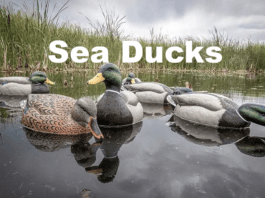 Hunting Guide for Sea Ducks and other Waterfowler Birds