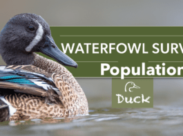 Waterfowl Population Survey Results for 2023 is Estimated at 32.3 million Birds